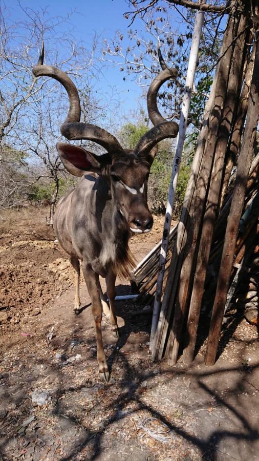 Svh Bush Lodge Marloth Park Exterior photo